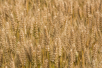 Ripe wheat background