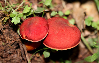 Blutroter Röhrling (Xerocomus rubellus) 