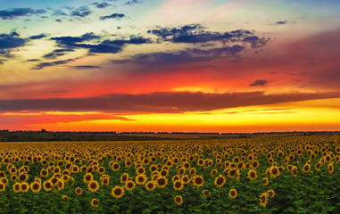 Fototapeta premium sun sets over a field of sunflowers, landscape bright colors
