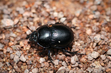 Mistkäfer (Geotrupes stercorarius) 