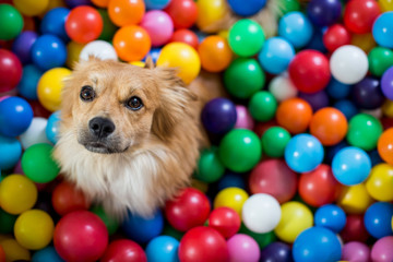 Hund sitzt im Bällebad