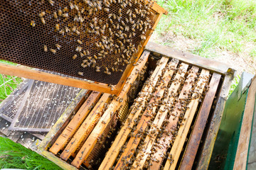 Open hive, beekeeping