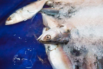 seafood market in thailand