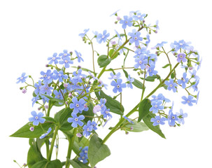 Blue flowers.