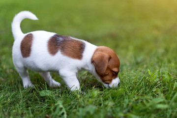 Jack russell dog on grass meadow. Little puppy walks in the park, summer