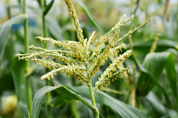 トウモロコシ畑