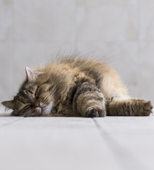 long haired cat of siberian breed lying in relax