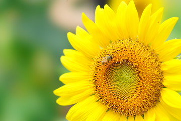 佐用町　南光ひまわり畑　ひまわりとミツバチ　STFレンズ