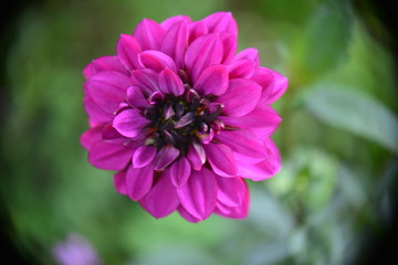 Obraz premium Summer garden