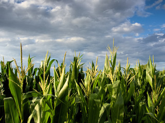 Mais, Feld