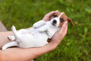 Man holding cute puppy Jack Russel in hands.