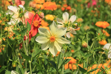 summer riot of flowers