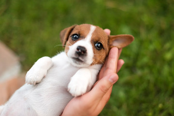 Man holding cute puppy Jack Russel in hands. - obrazy, fototapety, plakaty