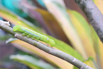 green worm or caterpillar on tree branch ..