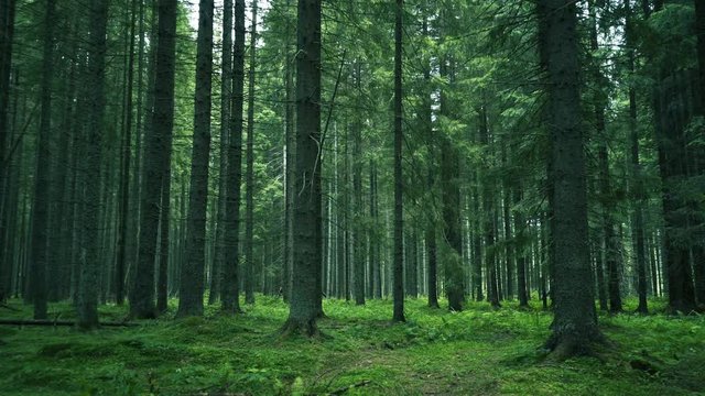 Green Forest. Pine Trees Fairy Forest. Untouched spruce.Elf land. Forest pattern. Camera movement inside the forest. Moths and fir with moos on the ground