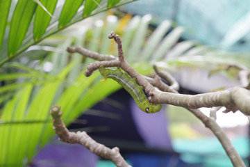 Naklejka premium green worm or caterpillar on tree branch .