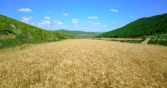 Campo de trigo y cielo azul
