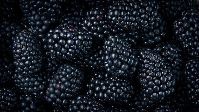 Blackberries Closeup