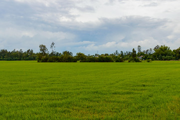 Rice field in the Vietnam