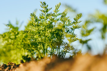 Agriculture, carrot field in summer, rows of plant, sunset time