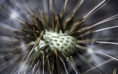Close-up dandelion's seeds
