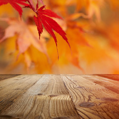 Naklejka na ściany i meble autumn background, fall leaf concept