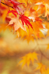 Naklejka na ściany i meble Autumn park leaf background