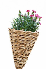 flower in bloom in the hanging basket