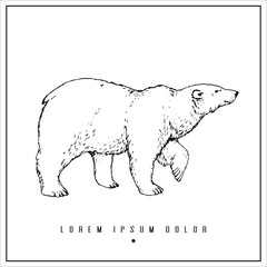 hand drawn isolated illustration with bears and place for your text. minimalism vintage  invitation, label or card