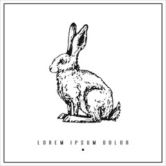 hand drawn isolated illustration with hare, rabbit and place for your text. minimalism vintage  invitation, label or card