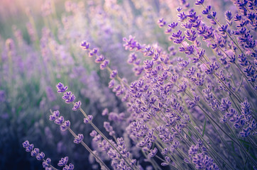 Lavender flowers, blooming in sunlight