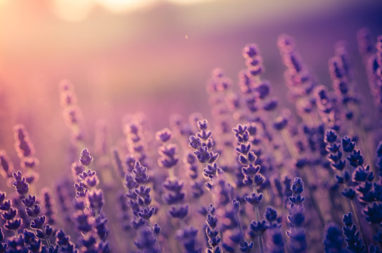 Lavender flowers, blooming in sunlight