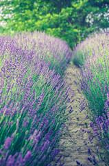 Blooming lavender fields in Little Poland