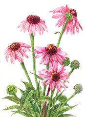 Echinacea watercolor. Botanical illustration on white background. Medicinal pink flowers. Bouquet of five red daisies. Hand drawn art