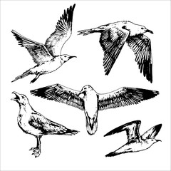 set of contour sea bird: hand drawn vintage gull