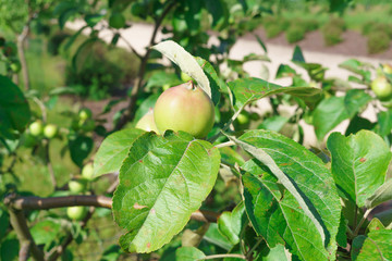 Beautiful, ripening green apples on a branch in the garden.