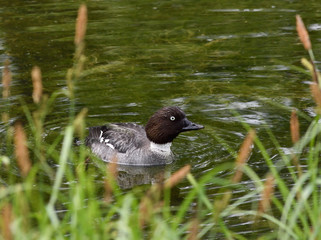 Eurasian wigeon duck (Anas penelope) on the river