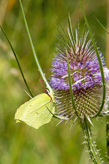 Zitronenfalter - Distel - schön - Schmetterling - gelb
