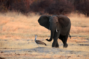 The African bush elephant (Loxodonta africana) chase away kori bustard at sunset