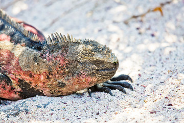 Galapagos Marine Iguana
