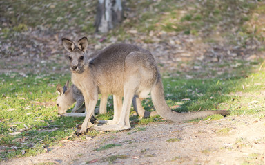 Naklejka na ściany i meble Kangaroo closeup
