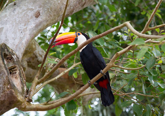 Colorful tucan