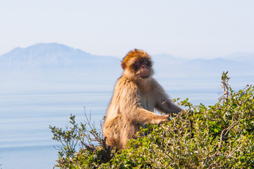 Barbary Macaque Wild in the Upper rock of Gibraltar with the Mediterranean Sea and Morocco in the background