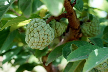 custard apple fruit on tree