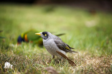 Noisy miner bird native Australian bird closeup