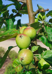 Beautiful, ripening green apples on a branch in the garden.