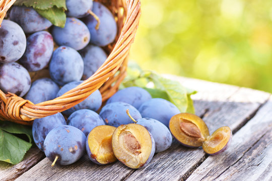 Plums, frisch geerntete Zwetschgen/Pflaumen aus dem eigenen Garten, Korb, Textraum, copy space