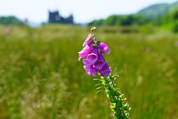 A wild pink foxglove digitalis flower in Scotland © eqroy