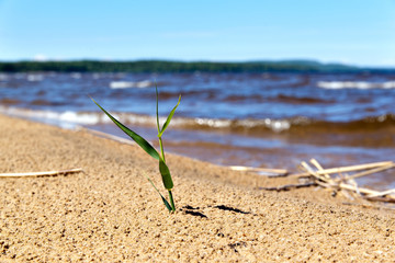 Lonely blade of grass on a sandy beach on the shores of Lake Onega