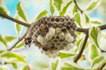 Hornet nest with eggs and larva.